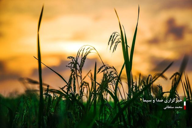 Farmers cultivate rice in paddy fields in Iran’s Mazandaran