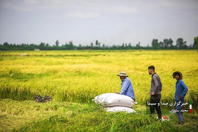 Farmers cultivate rice in paddy fields in Iran’s Mazandaran