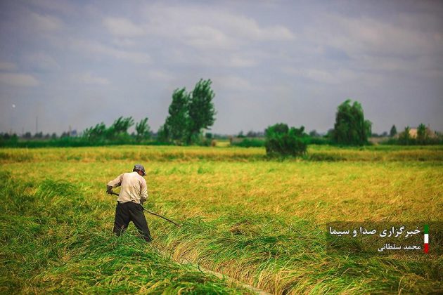 Farmers cultivate rice in paddy fields in Iran’s Mazandaran