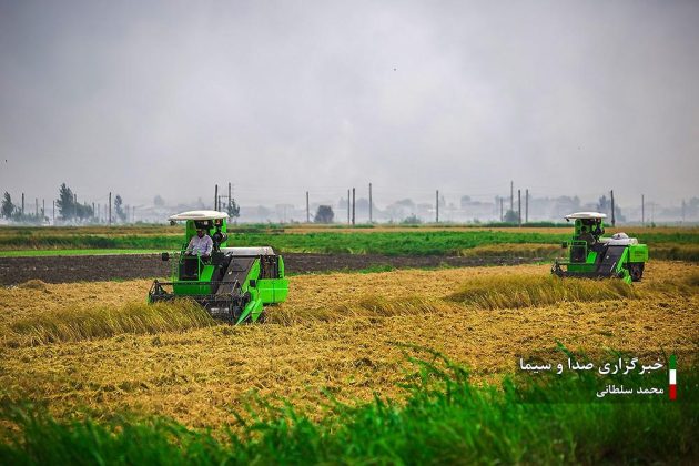 Farmers cultivate rice in paddy fields in Iran’s Mazandaran