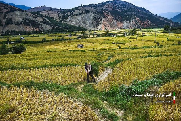 Farmers cultivate rice in paddy fields in Iran’s Mazandaran