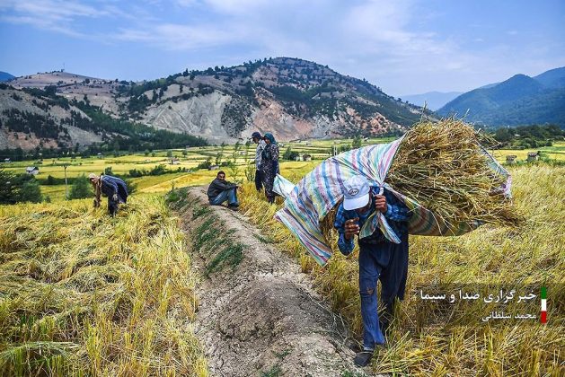 Farmers cultivate rice in paddy fields in Iran’s Mazandaran