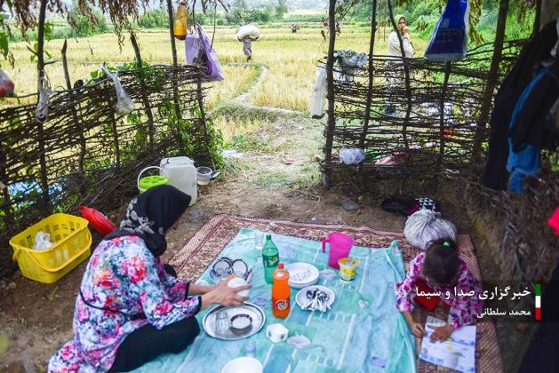 Farmers cultivate rice in paddy fields in Iran’s Mazandaran