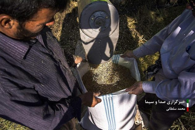 Farmers cultivate rice in paddy fields in Iran’s Mazandaran