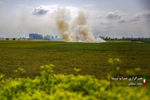 Farmers cultivate rice in paddy fields in Iran’s Mazandaran