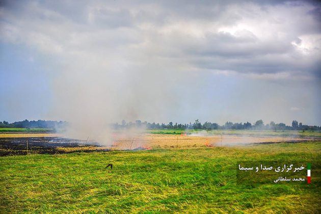 Farmers cultivate rice in paddy fields in Iran’s Mazandaran