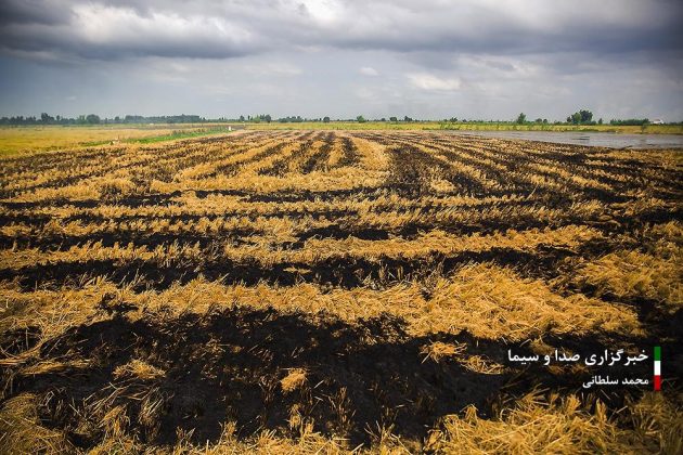 Farmers cultivate rice in paddy fields in Iran’s Mazandaran