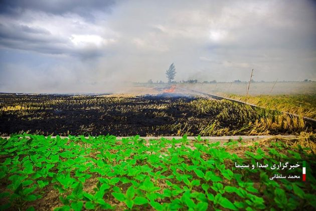 Farmers cultivate rice in paddy fields in Iran’s Mazandaran