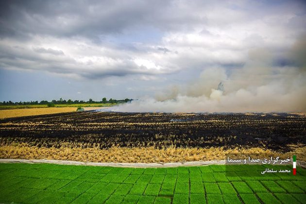 Farmers cultivate rice in paddy fields in Iran’s Mazandaran