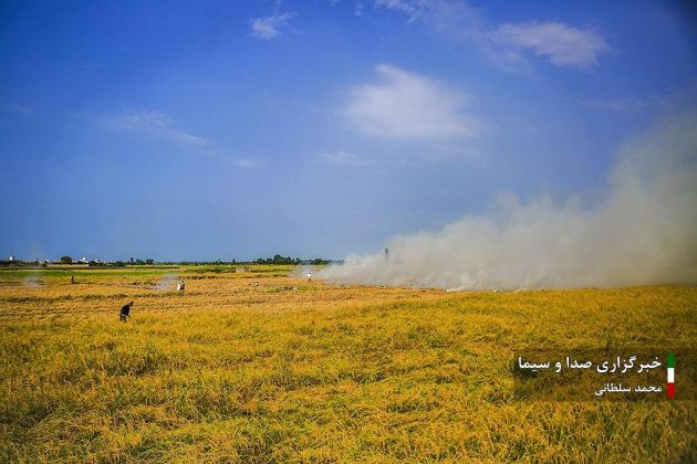 Farmers cultivate rice in paddy fields in Iran’s Mazandaran