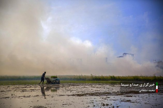 Farmers cultivate rice in paddy fields in Iran’s Mazandaran