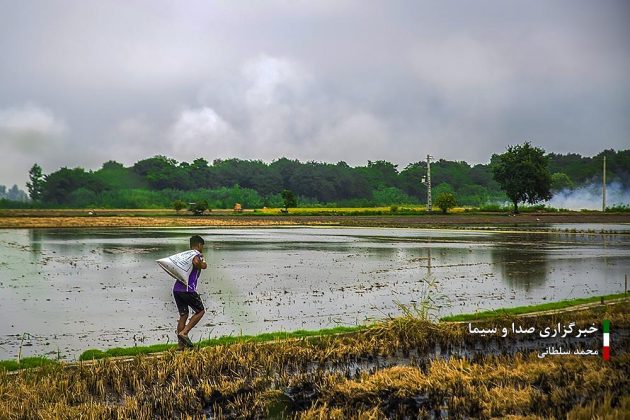 Farmers cultivate rice in paddy fields in Iran’s Mazandaran