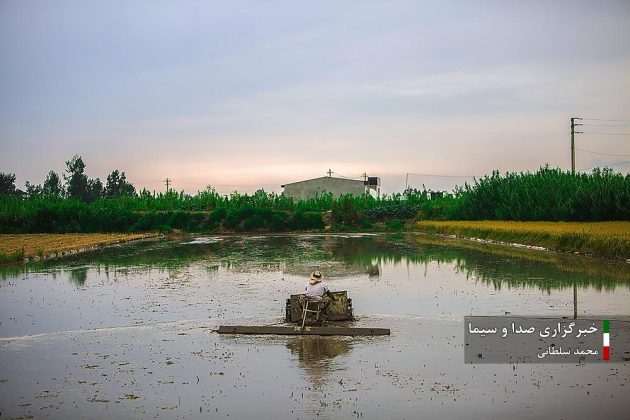 Farmers cultivate rice in paddy fields in Iran’s Mazandaran