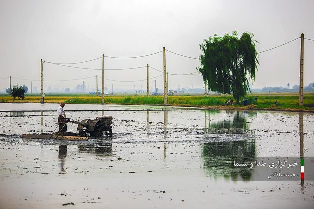 Farmers cultivate rice in paddy fields in Iran’s Mazandaran