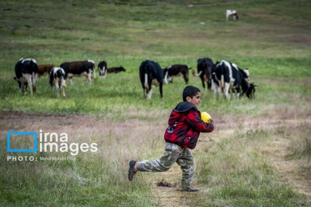 Ranchers in northern Iran move to summer resorts in mountains