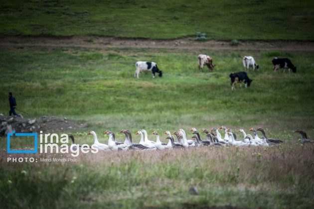 Ranchers in northern Iran move to summer resorts in mountains