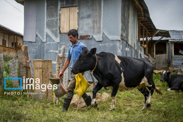 Ranchers in northern Iran move to summer resorts in mountains