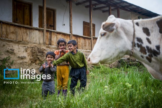 Ranchers in northern Iran move to summer resorts in mountains