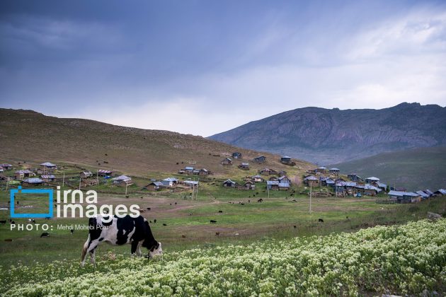 Ranchers in northern Iran move to summer resorts in mountains