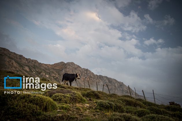 Ranchers in northern Iran move to summer resorts in mountains