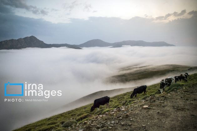 Ranchers in northern Iran move to summer resorts in mountains