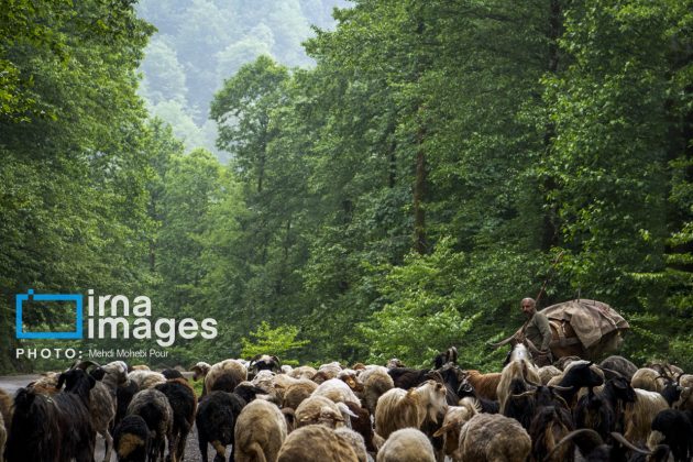 Ranchers in northern Iran move to summer resorts in mountains