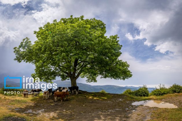 Ranchers in northern Iran move to summer resorts in mountains