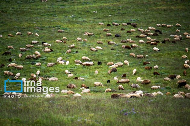 Ranchers in northern Iran move to summer resorts in mountains