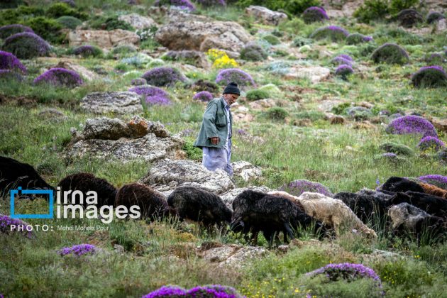 Ranchers in northern Iran move to summer resorts in mountains