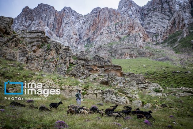 Ranchers in northern Iran move to summer resorts in mountains