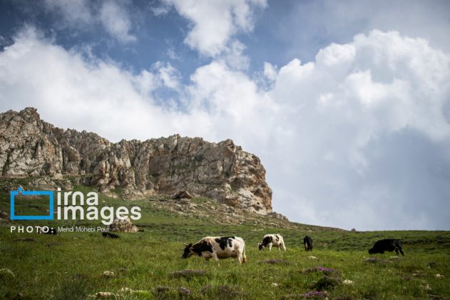 Ranchers in northern Iran move to summer resorts in mountains