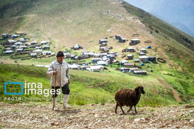 Ranchers in northern Iran move to summer resorts in mountains