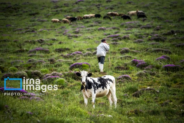 Ranchers in northern Iran move to summer resorts in mountains