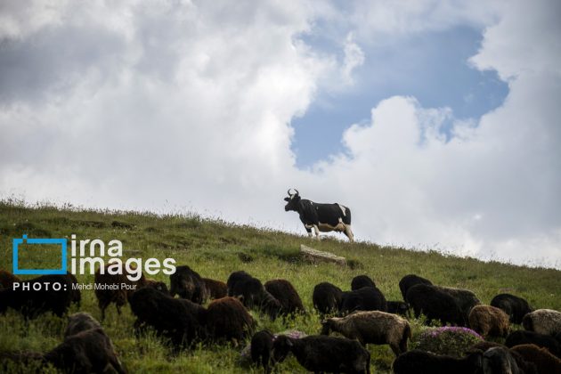 Ranchers in northern Iran move to summer resorts in mountains