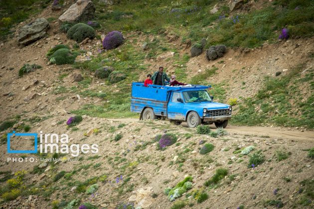 Ranchers in northern Iran move to summer resorts in mountains