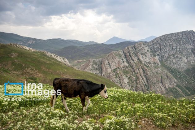 Ranchers in northern Iran move to summer resorts in mountains