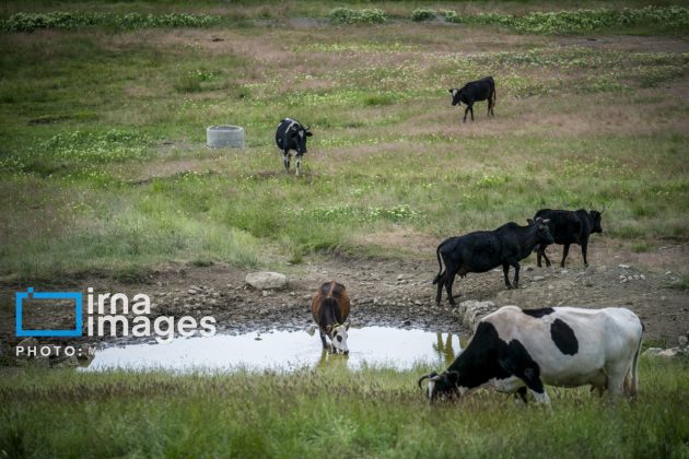 Ranchers in northern Iran move to summer resorts in mountains