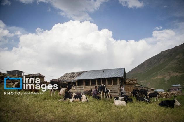 Ranchers in northern Iran move to summer resorts in mountains