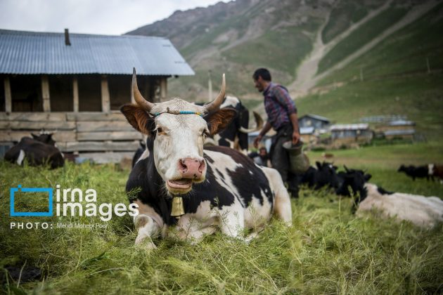 Ranchers in northern Iran move to summer resorts in mountains