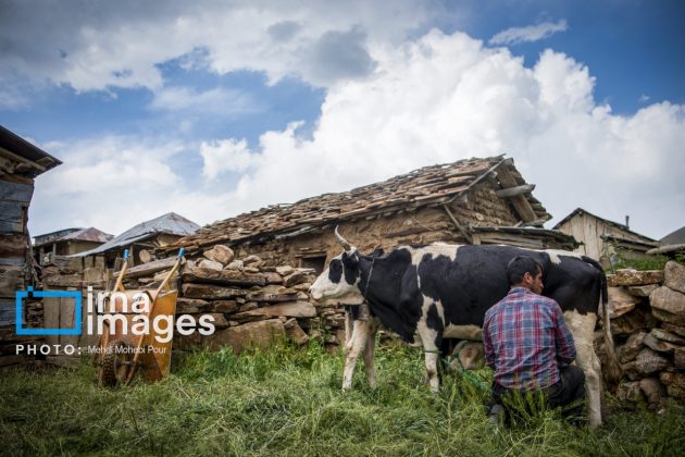 Ranchers in northern Iran move to summer resorts in mountains