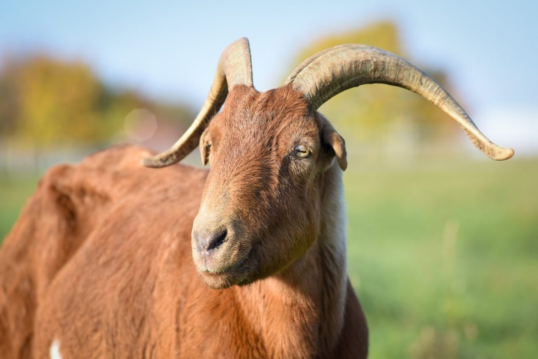 Iranian wild goats