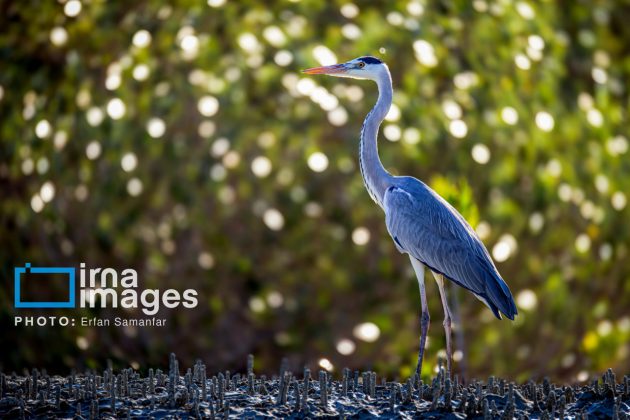 Birdwatching growing popular in Iran