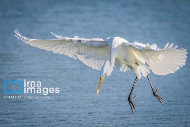 Birdwatching growing popular in Iran