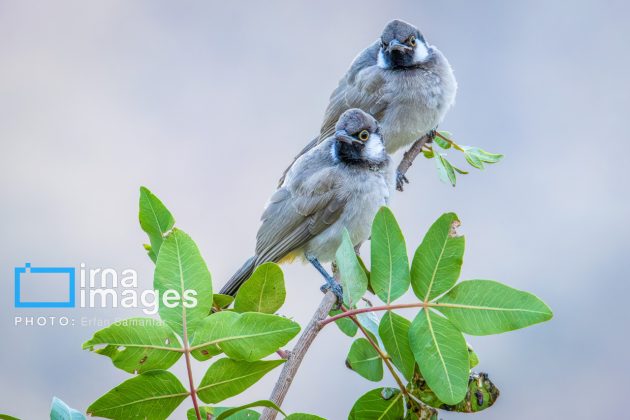 Birdwatching growing popular in Iran