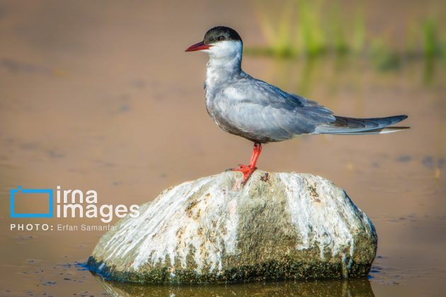 Birdwatching growing popular in Iran