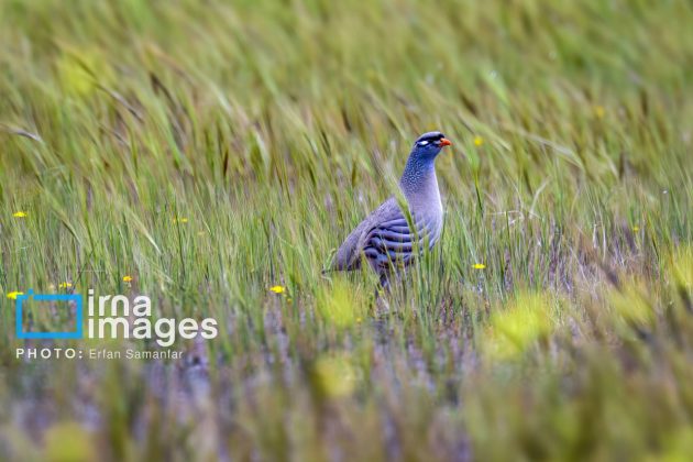 Birdwatching growing popular in Iran