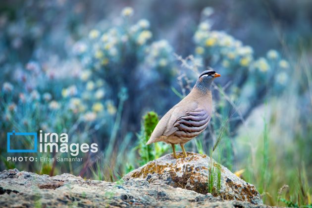 Birdwatching growing popular in Iran