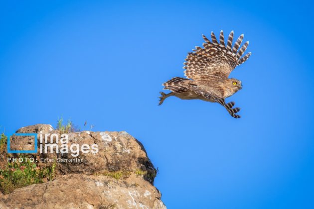 Birdwatching growing popular in Iran