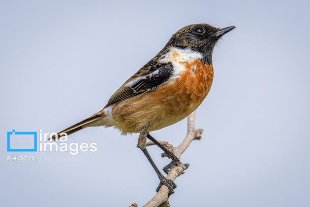 Birdwatching growing popular in Iran