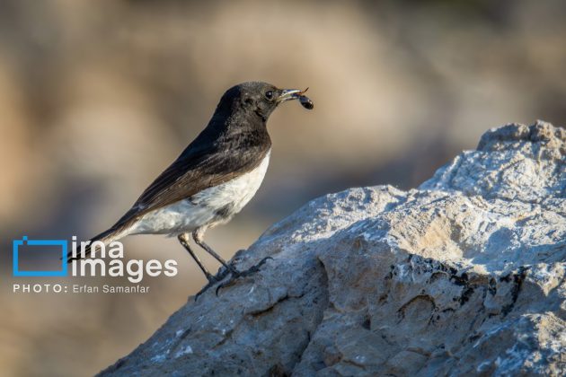 Birdwatching growing popular in Iran